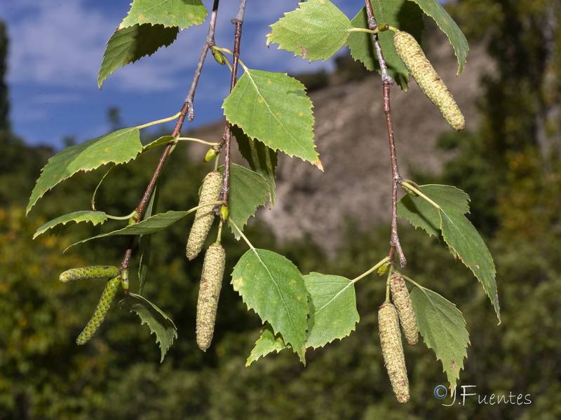 Betula pendula fontqueri.12