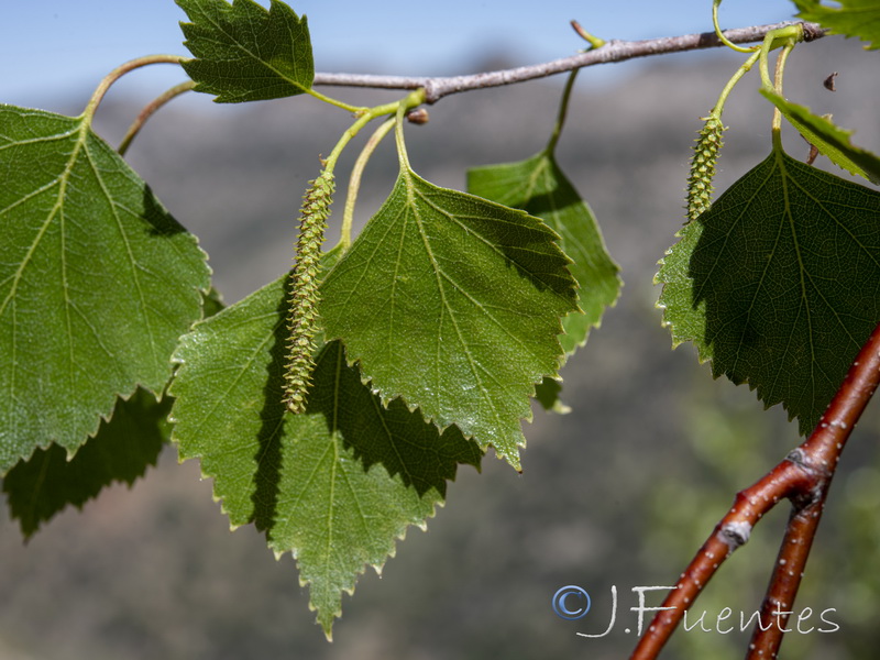 Betula pendula fontqueri.17