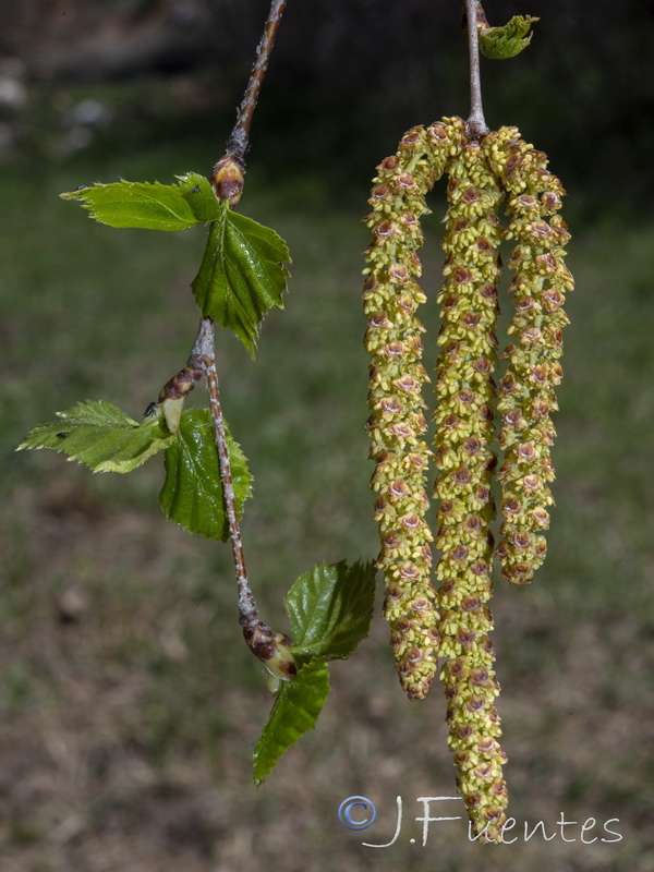Betula pendula fontqueri.19
