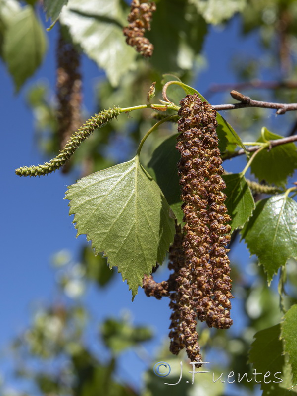 Betula pendula fontqueri.21