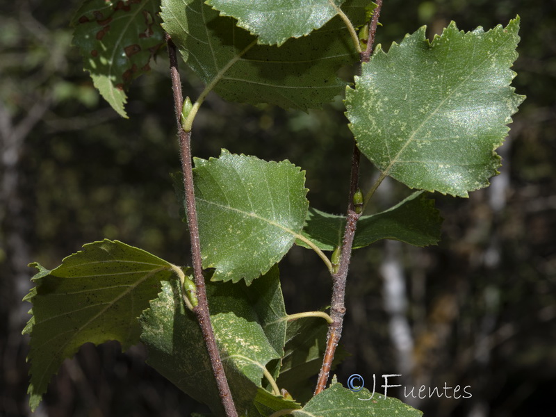 Betula pubescens.02