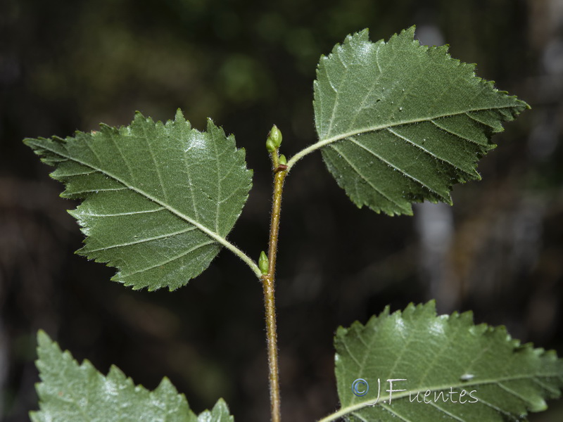 Betula pubescens.03