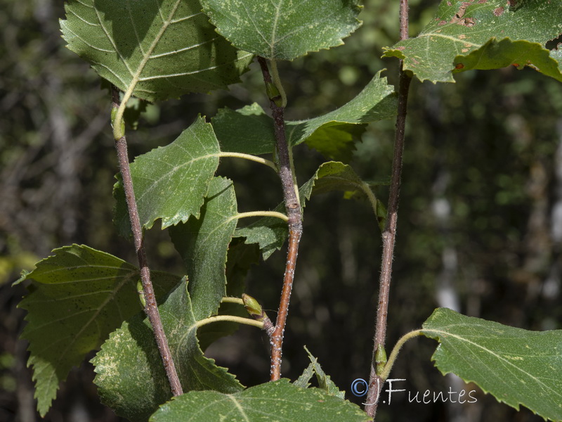 Betula pubescens.04