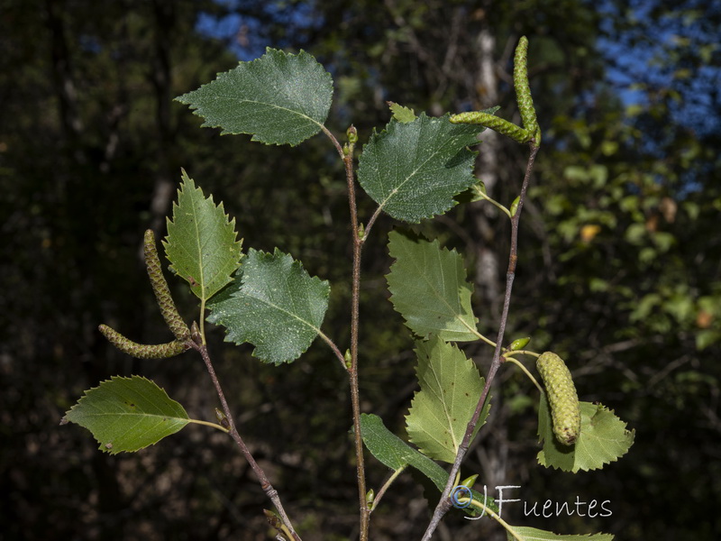 Betula pubescens.05