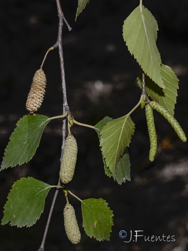 Betula pubescens.05