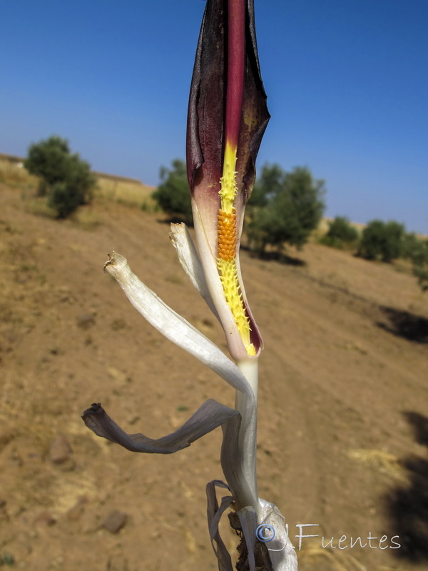 Biarum arundanum.01