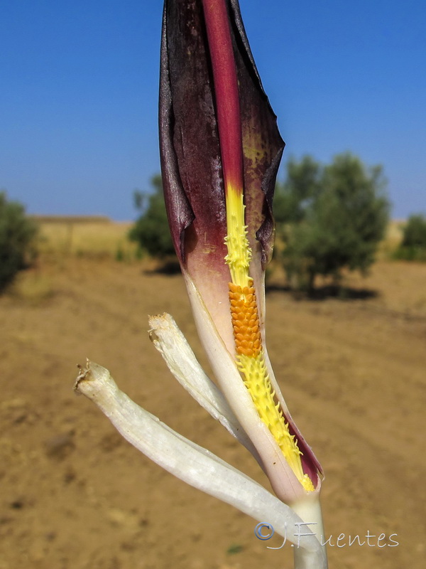 Biarum arundanum.02