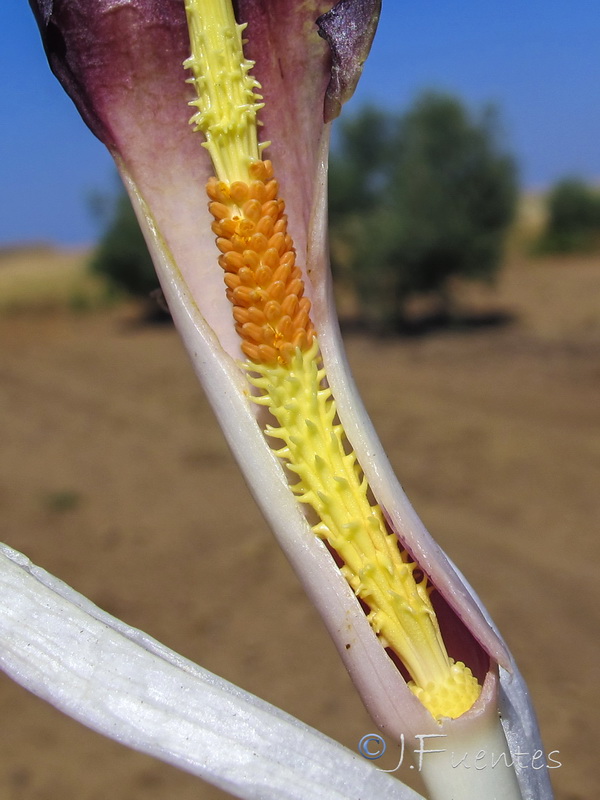 Biarum arundanum.03