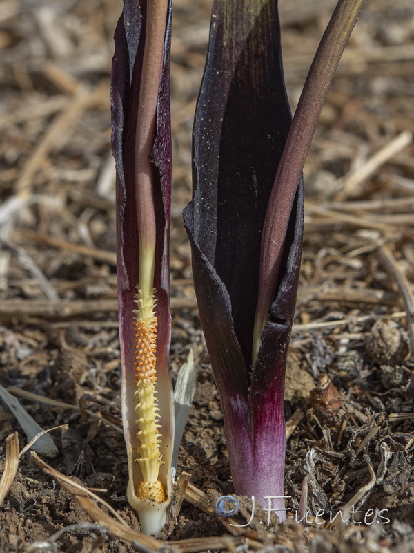 Biarum arundanum.07