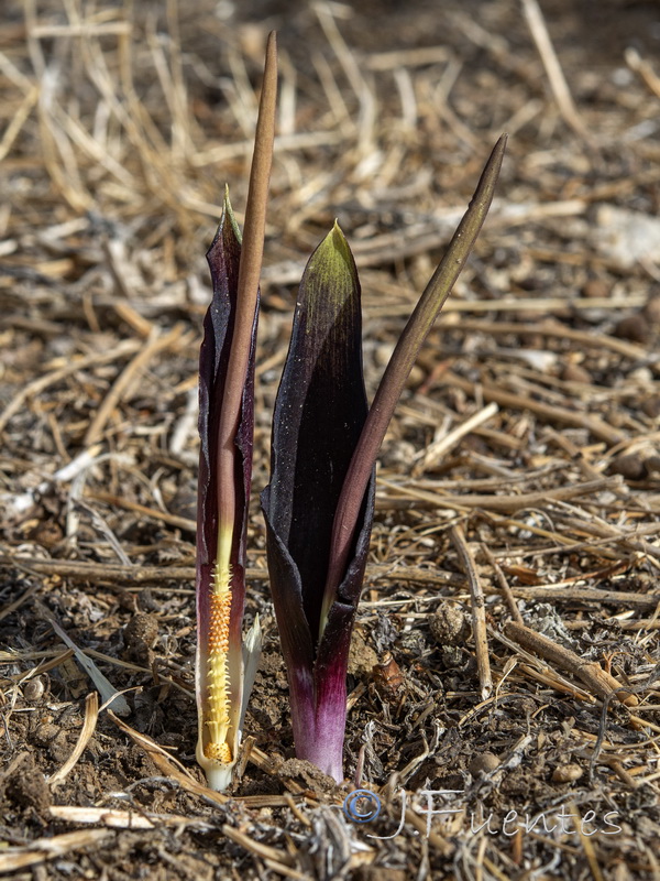 Biarum arundanum.08