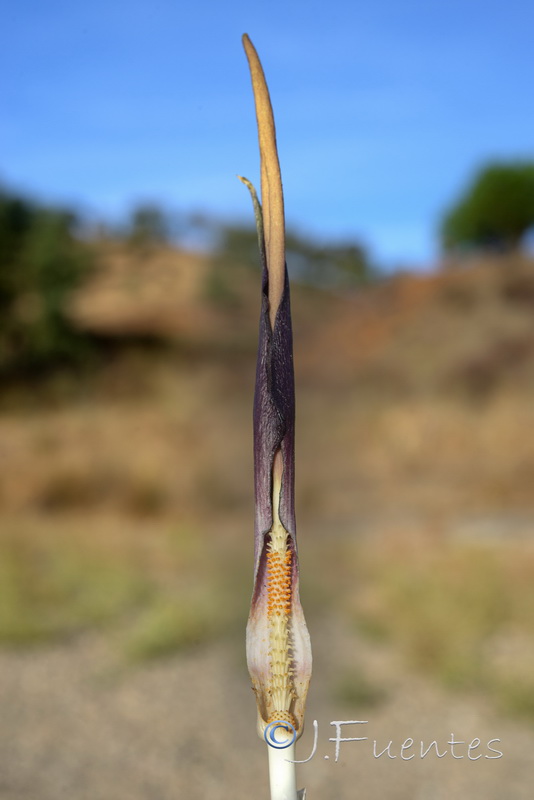 Biarum arundanum.09