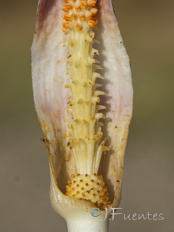 Biarum arundanum.11