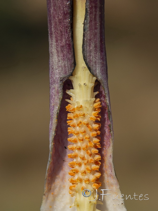 Biarum arundanum.12