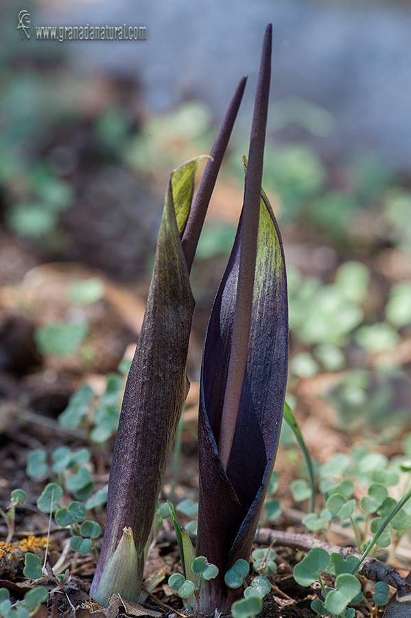 Biarum carratracense