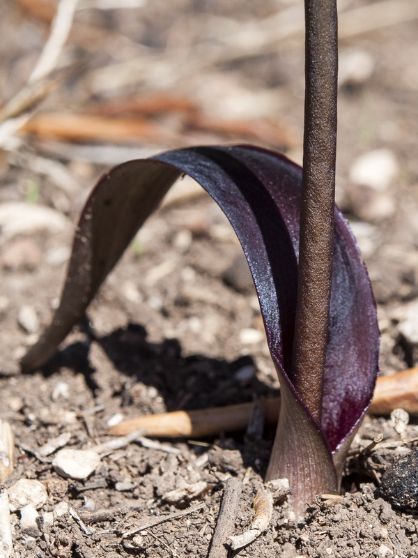 Biarum carratracense.06