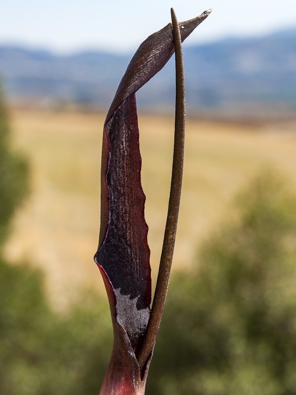 Biarum carratracense.09