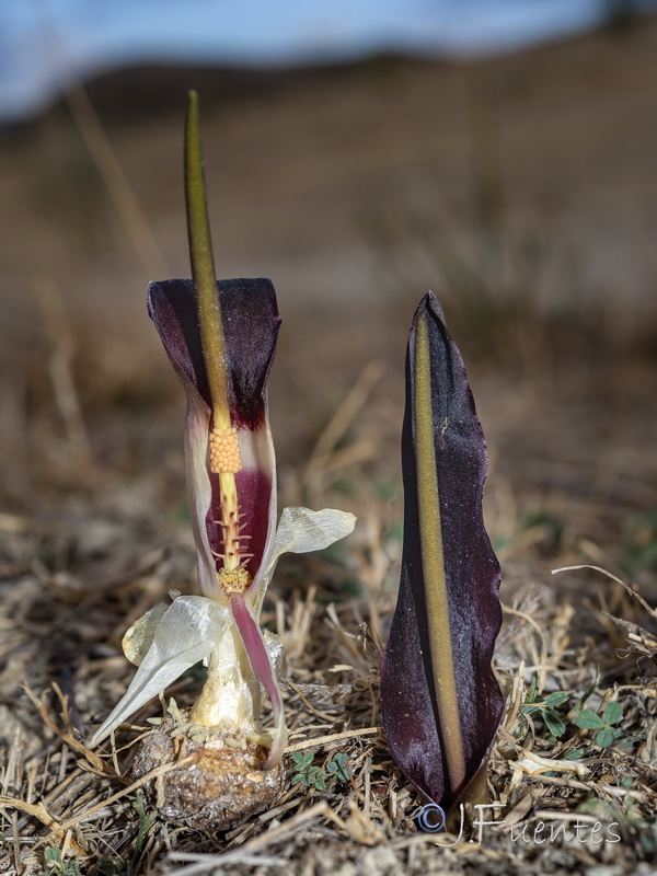 Biarum carratracense.20