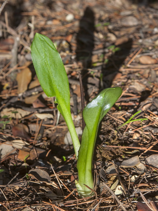 Biarum carratracense.23