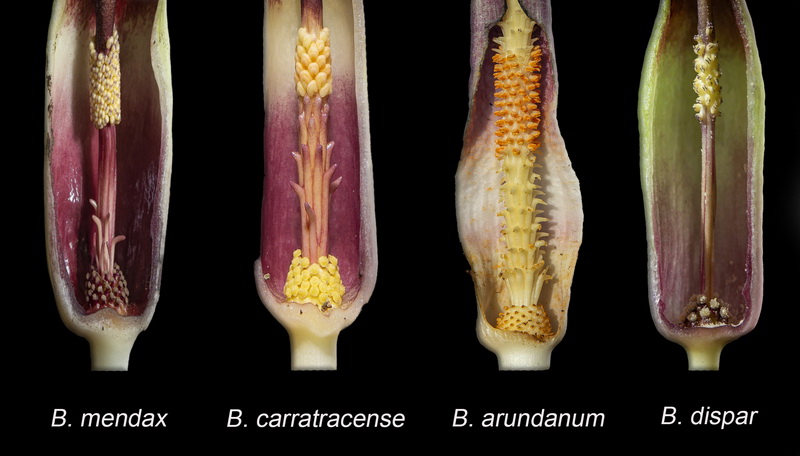 Biarum comparativa