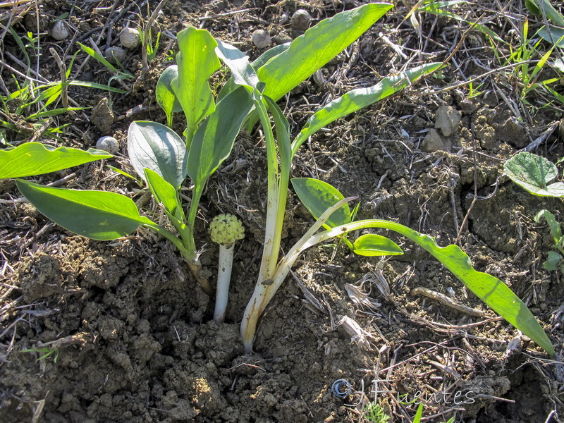 Biarum dispar.01