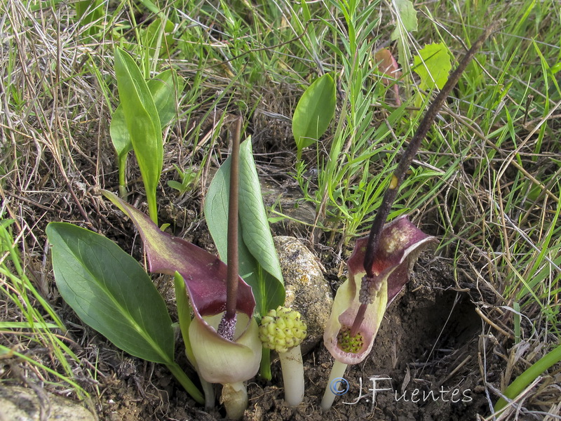 Biarum dispar.02