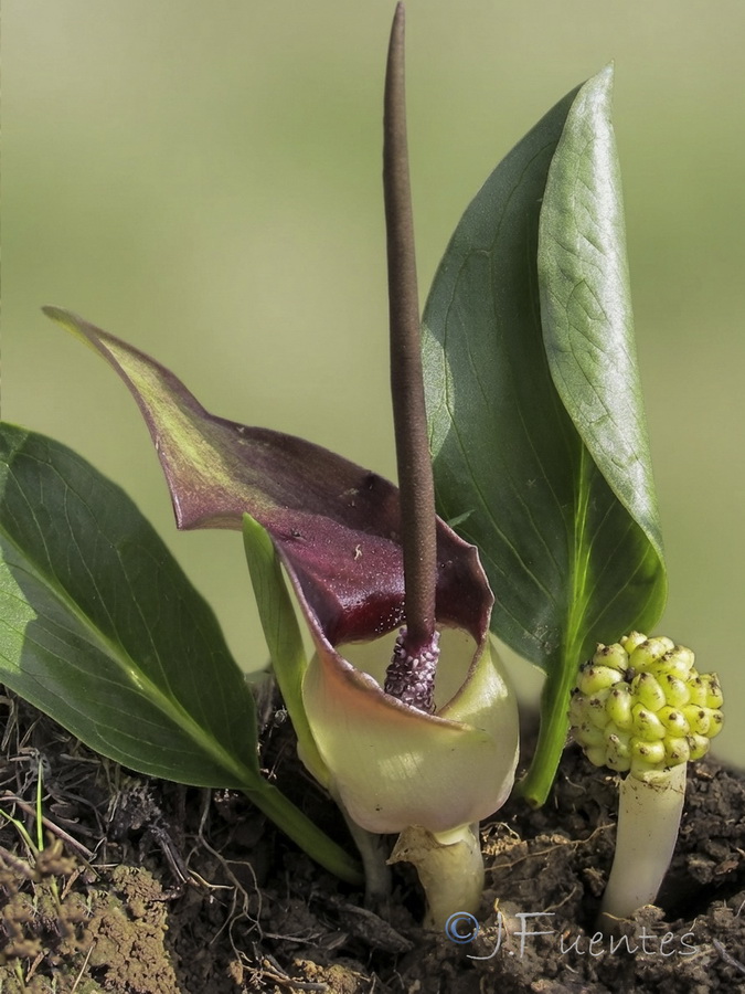 Biarum dispar.03b