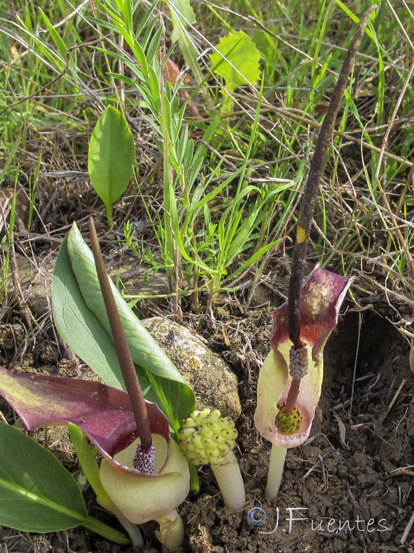 Biarum dispar.04