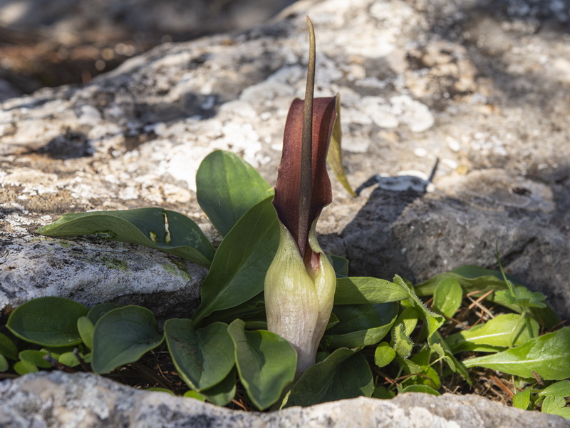 Biarum dispar.05