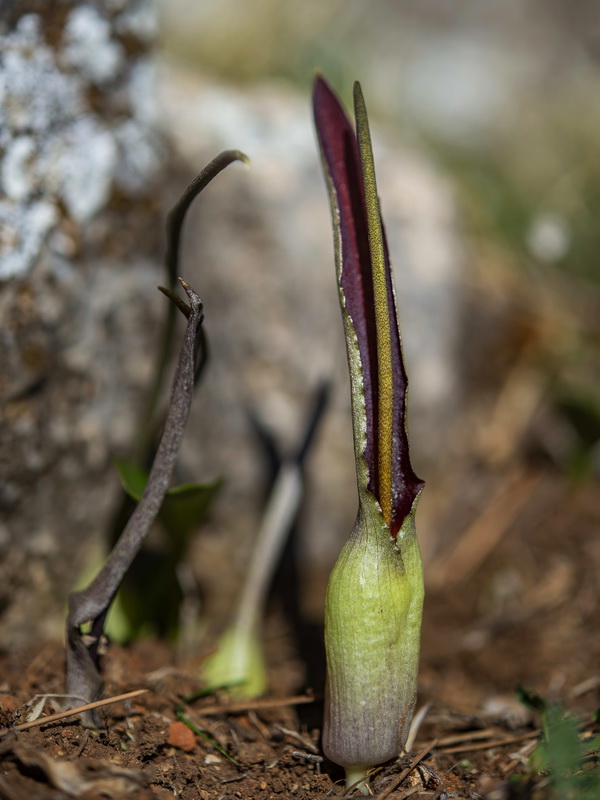 Biarum dispar.08
