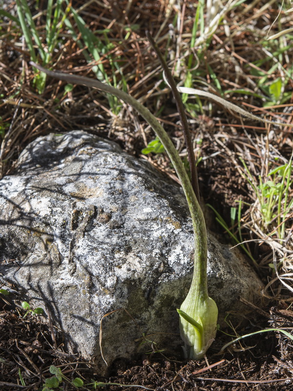 Biarum dispar.10