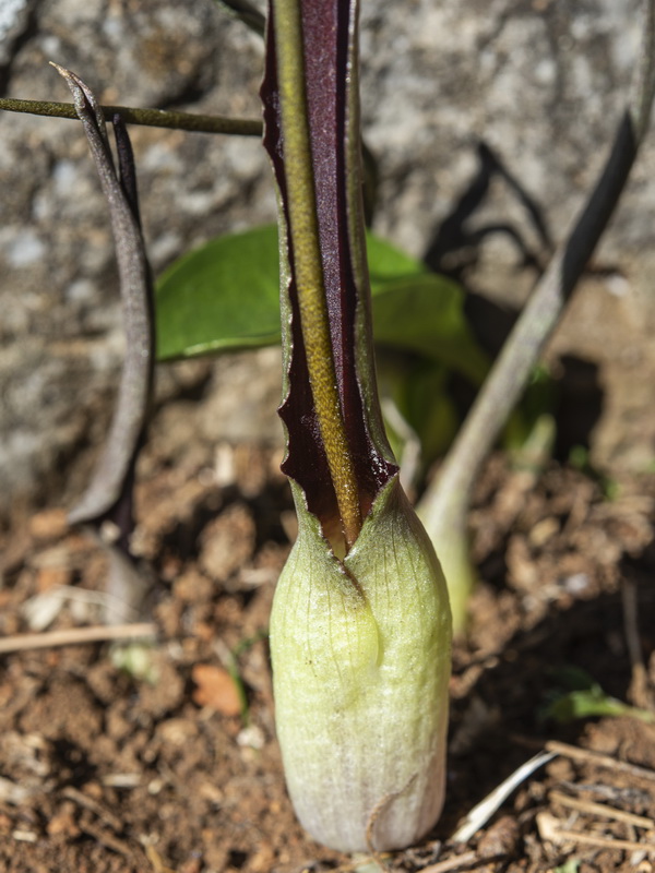 Biarum dispar.11
