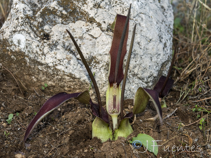 Biarum dispar.19