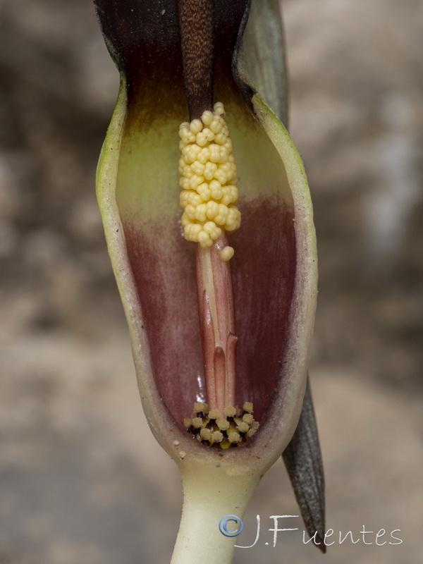 Biarum dispar.23