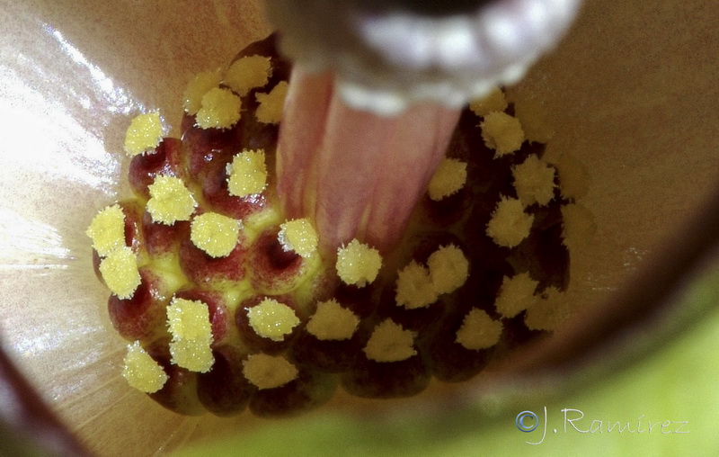 Biarum dispar.24