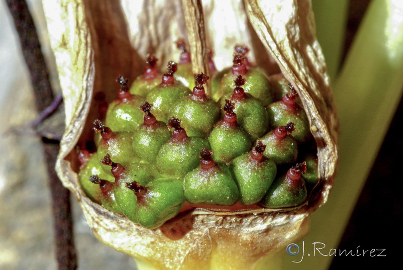 Biarum dispar.25