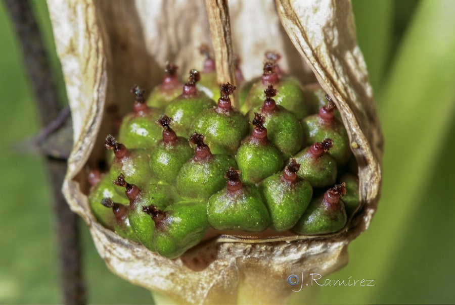Biarum dispar.25b