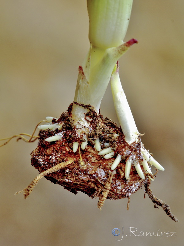Biarum dispar.29