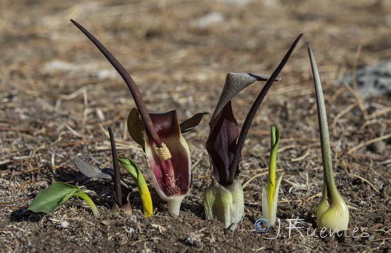 Biarum mendax.01