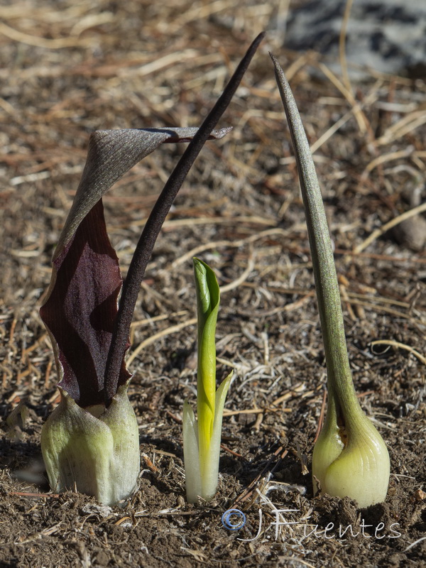 Biarum mendax.02