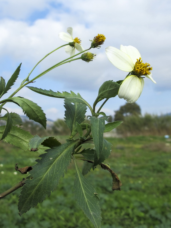 Bidens aurea.02