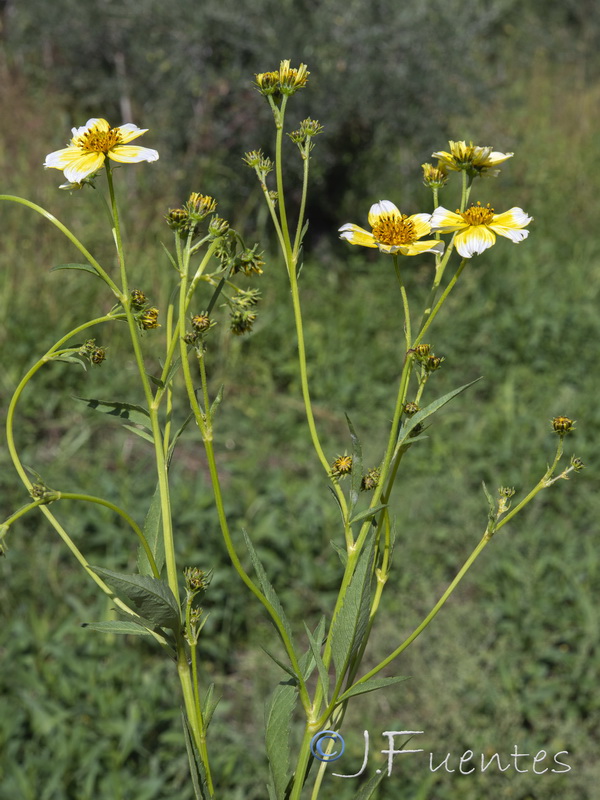 Bidens aurea.01