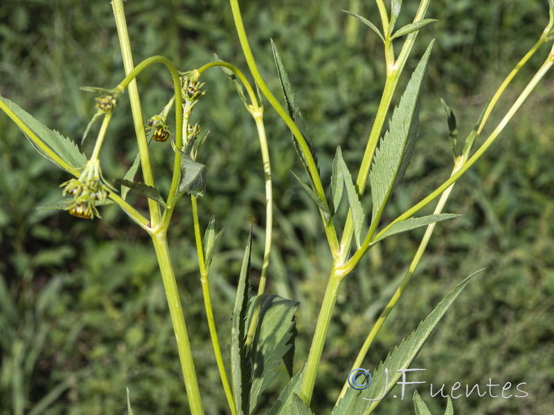 Bidens aurea.04