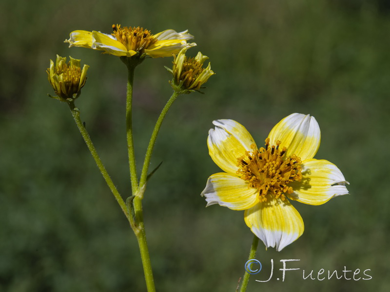 Bidens aurea.05