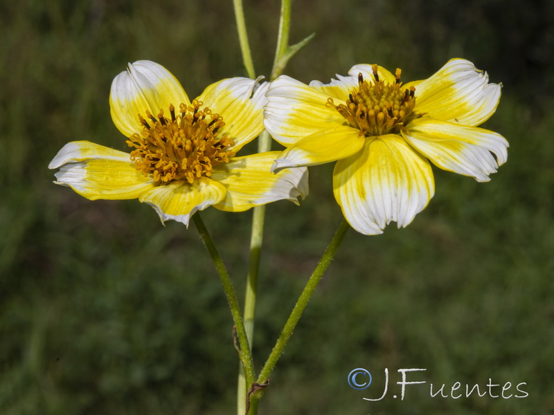 Bidens aurea.06