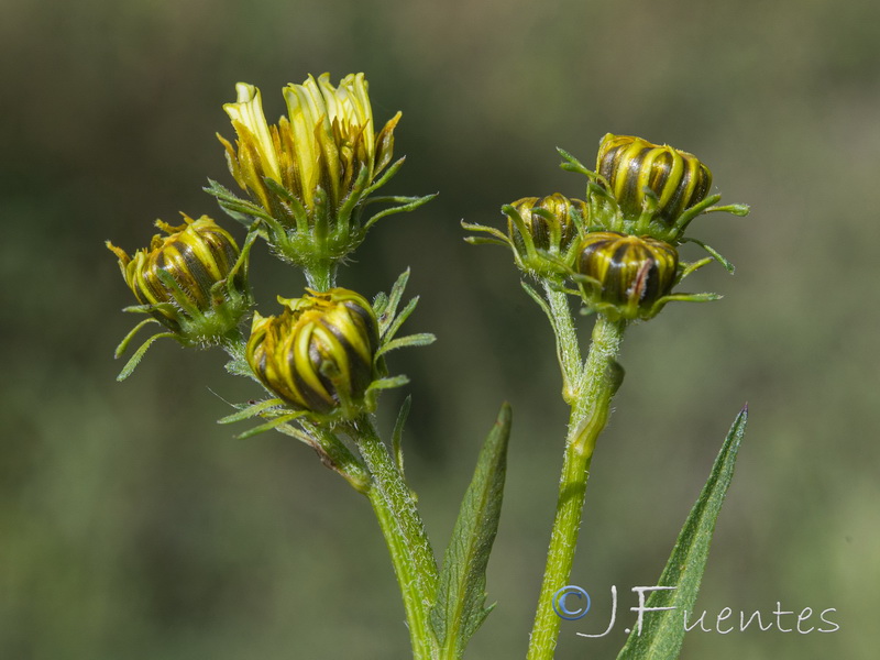 Bidens aurea.07