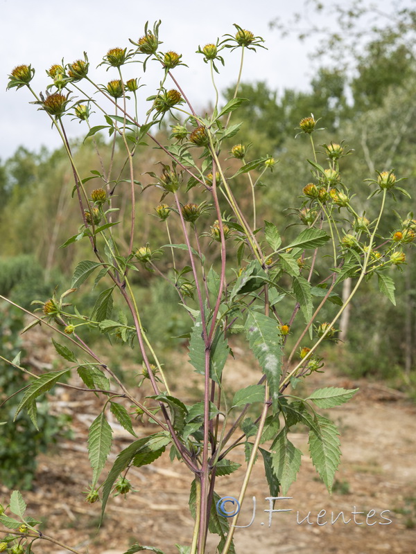 Bidens frondosa.01