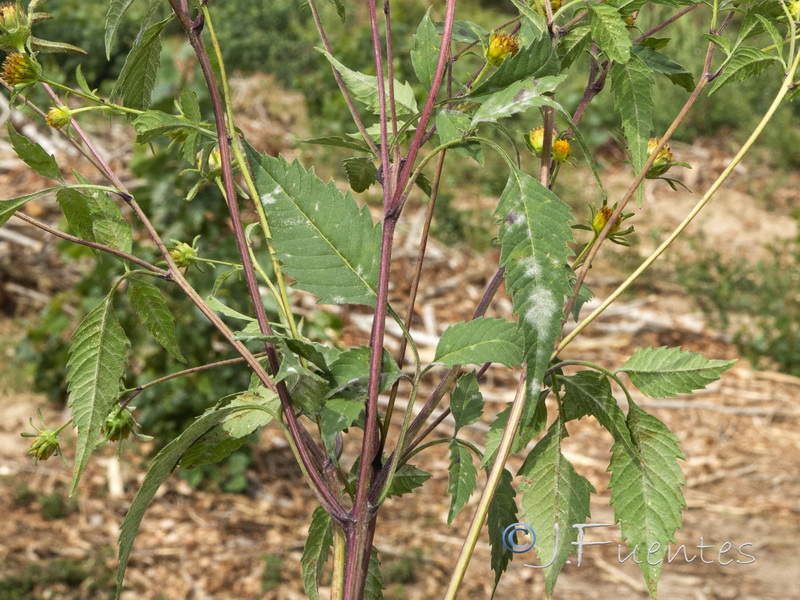 Bidens frondosa.02