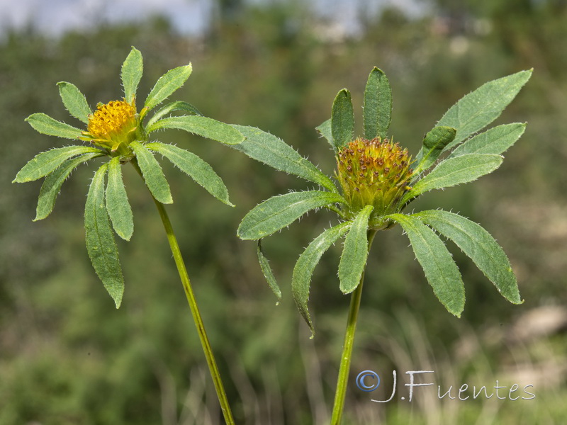 Bidens frondosa.04