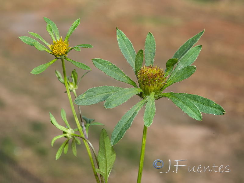 Bidens frondosa.05