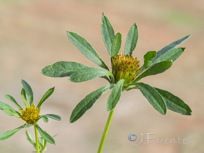 Bidens frondosa.06